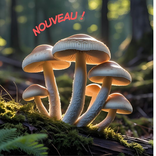 Conseiller en Mycothérapie - 50 heures